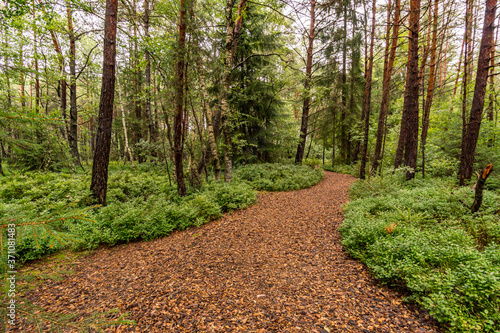 Nature reserve Wilhelmsdorf Pfrunger Ried in Upper Swabia photo