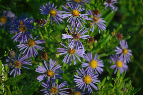 Flowers Aster Amellus real backround, blooming garden on a beautiful summer sunny day.