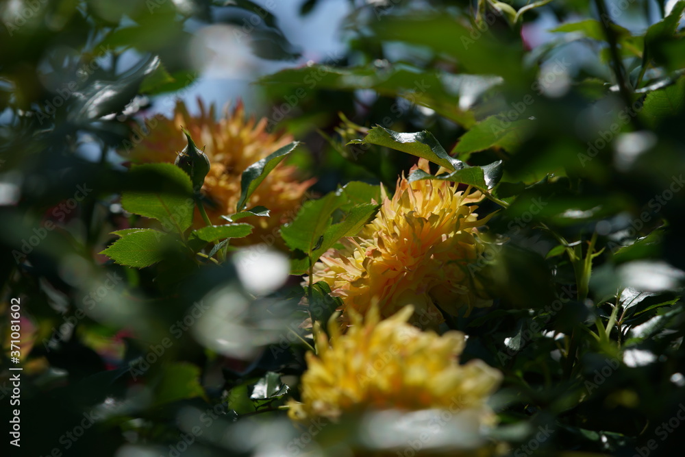 Yellow blend Flower of Rose 'Fireworks Ruffle' in Full Bloom
Yellow blend Flower of Rose 'Fireworks Ruffle' in Full Bloom