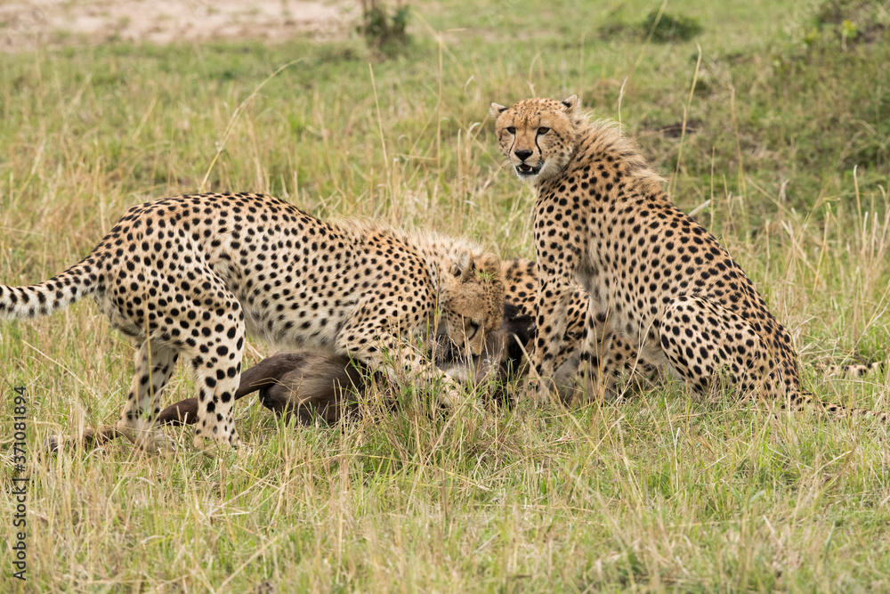 Cheetahs hunting a wildebeest at Masai Mara, Kenya Cheetahs hunting a wildebeest at Masai Mara, Kenya