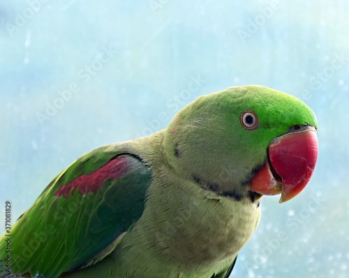 A closeup of an Indian parrot in the rainy season.