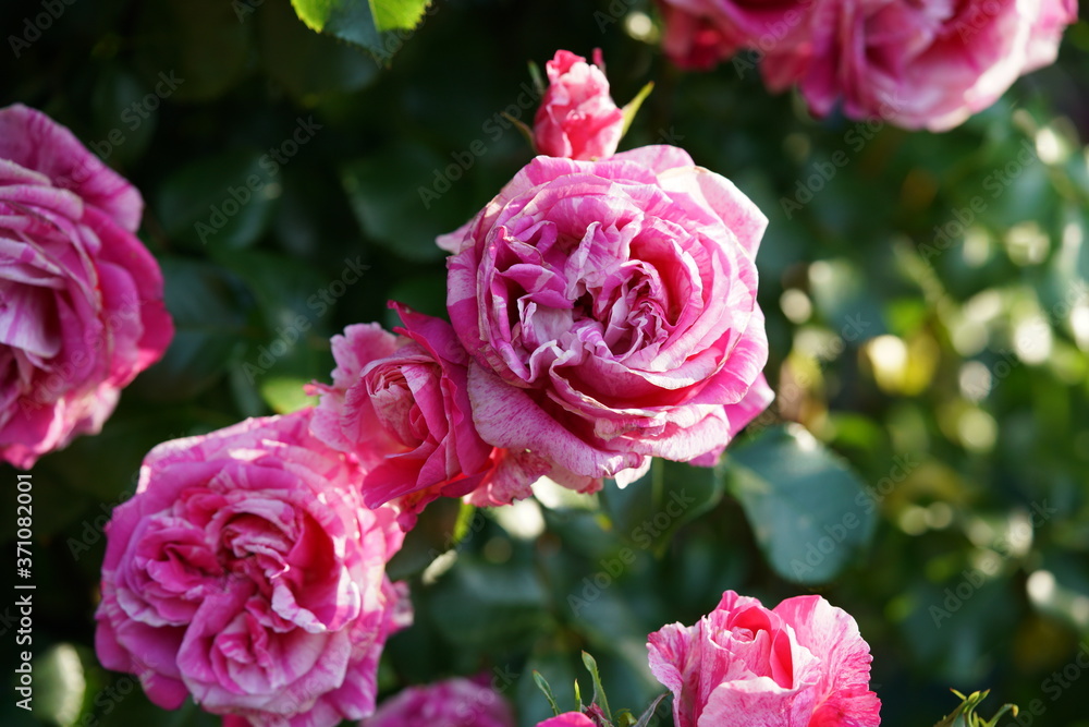 Fototapeta premium Variegated, Pink and White Flower of Rose 'Framboise Vanille' in Full Bloom 