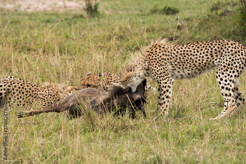 Cheetah is a big cat also know as the hunting leopard