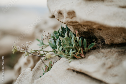 Pflanze in einer Sandstein Spalte am Strand von Lopar , Dalmatien, Kroatien im Sommer 