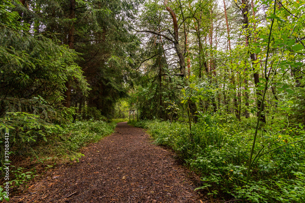 Obraz premium Nature reserve Wilhelmsdorf Pfrunger Ried in Upper Swabia