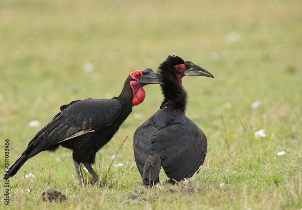 The Southern Ground Hornbill is the largest species of hornbill The Southern Ground Hornbill is the largest species of hornbill