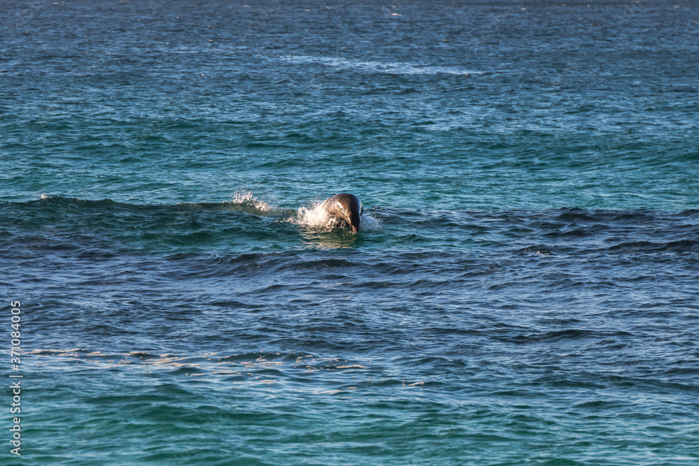 A seal chasing fishes in the wave, Sydney, Australia A seal chasing fishes in the wave, Sydney, Australia
