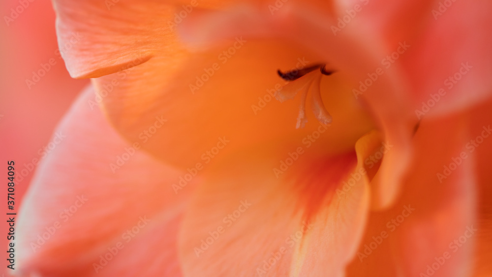 abstract nature background of flower petals abstract nature background of flower petals