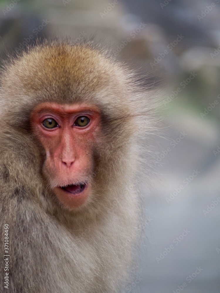 Snow monkey Snow monkey