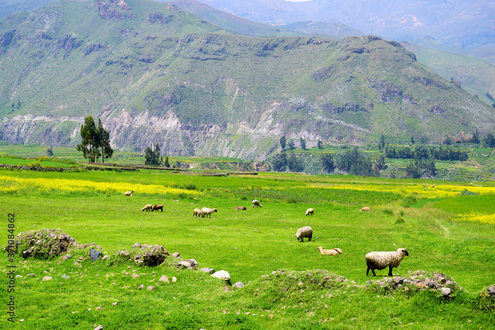 Landscape in the Colca valley in Peru