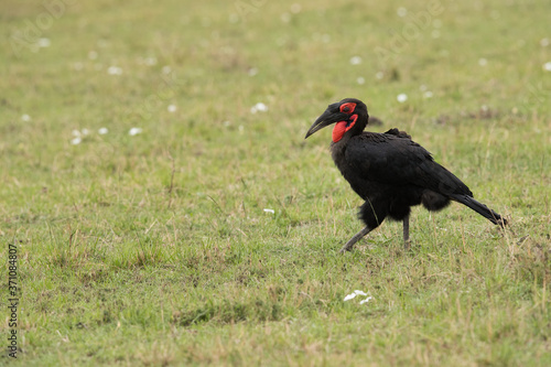 The Southern Ground Hornbill is the largest species of hornbill