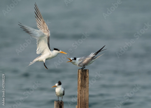 Terns are seabirds in the family Sternidae