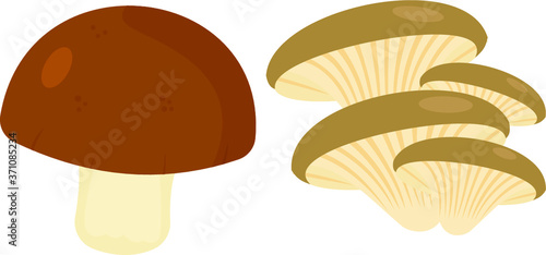 set of mushroom 