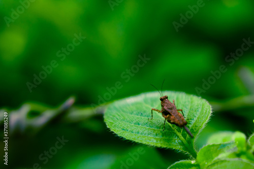 fly on leaf © Tharindu