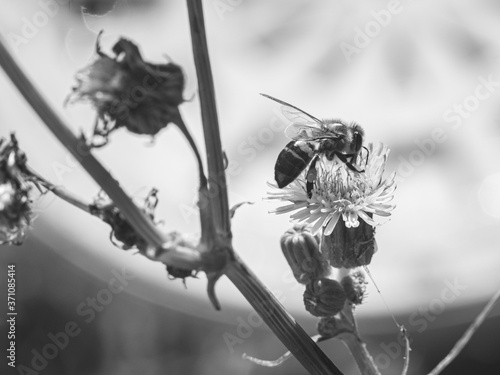 Bees Bees Bees © Armant