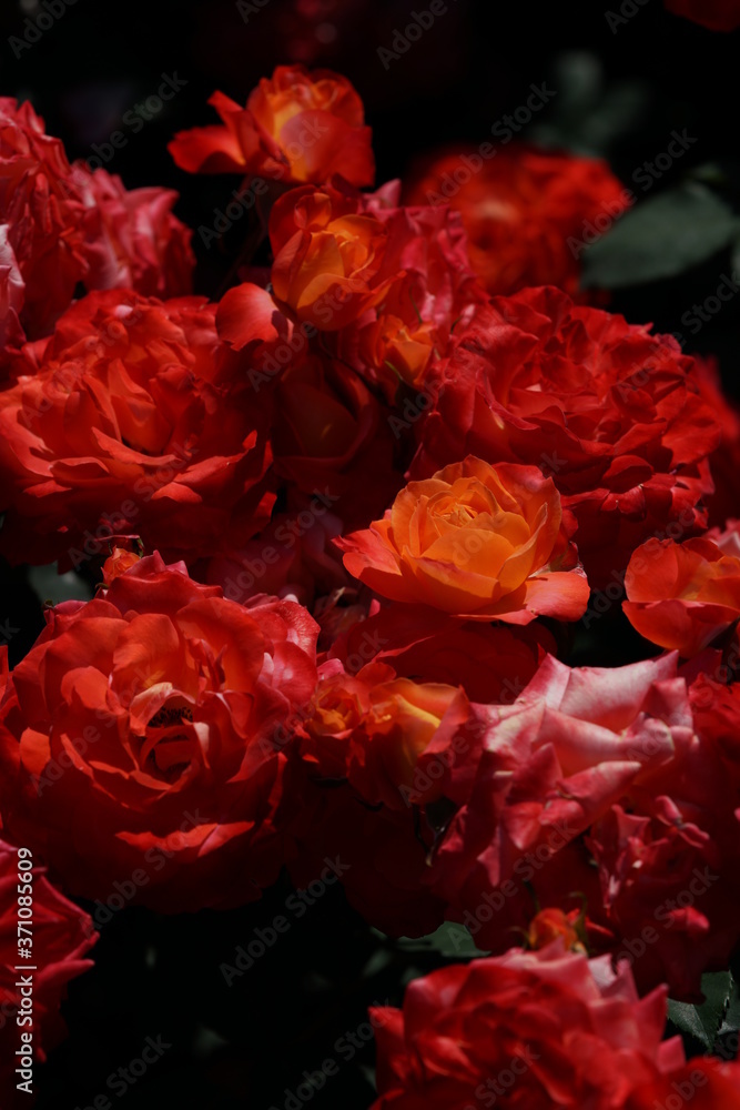 custom made wallpaper toronto digitalOrange Flower of Rose 'Fruite' in Full Bloom
