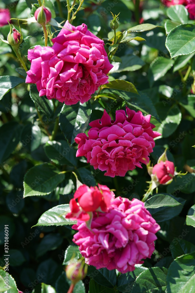 Pink Flower of Rose 'Glamorous Ruffle' in Full Bloom
Pink Flower of Rose 'Glamorous Ruffle' in Full Bloom