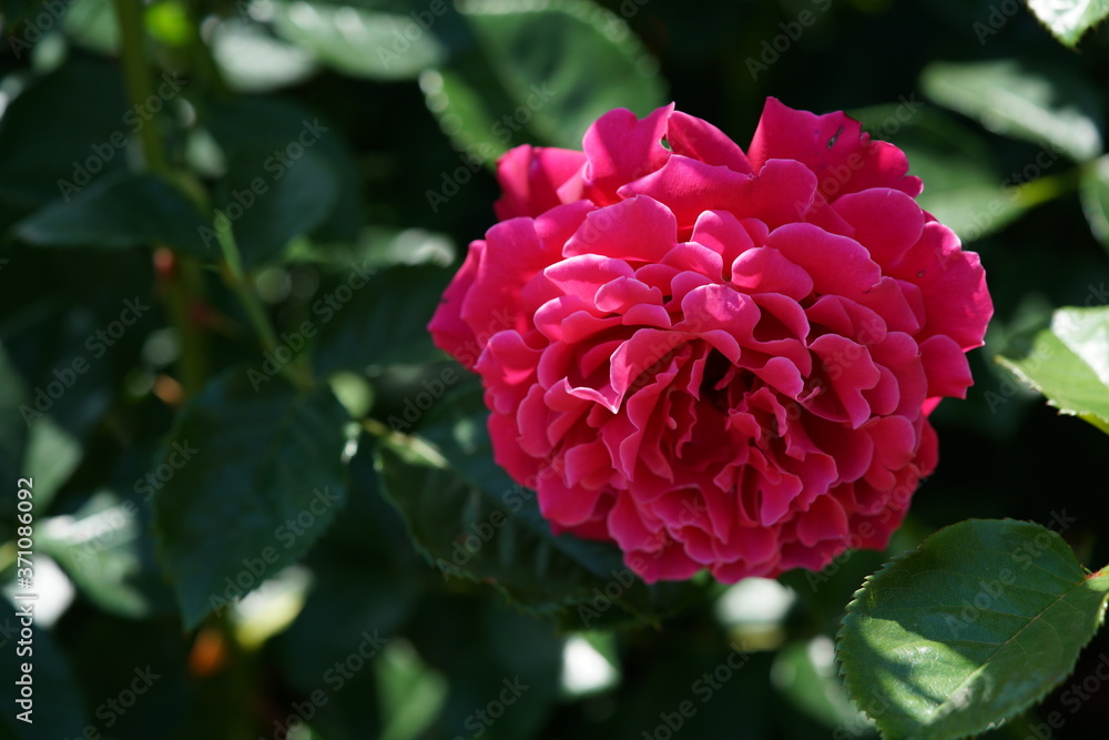 Pink Flower of Rose 'Glamorous Ruffle' in Full Bloom
Pink Flower of Rose 'Glamorous Ruffle' in Full Bloom
