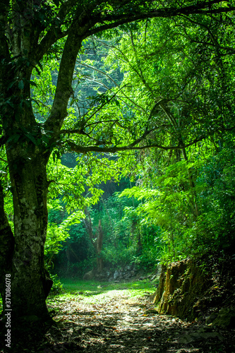 green forest in the morning © Tharindu