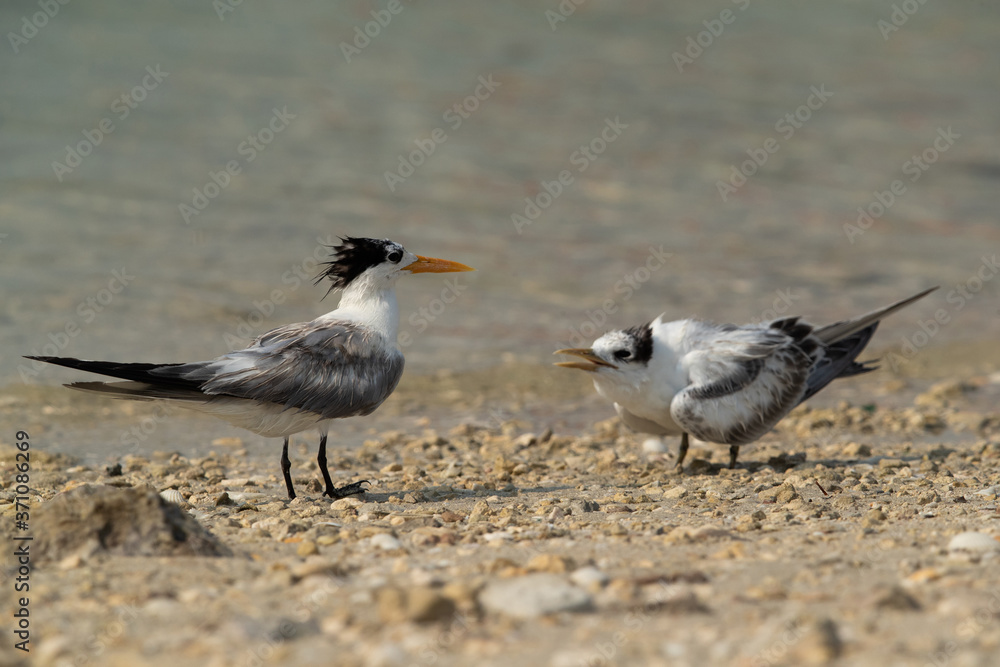 Fototapeta premium Terns are seabirds in the family Sternidae