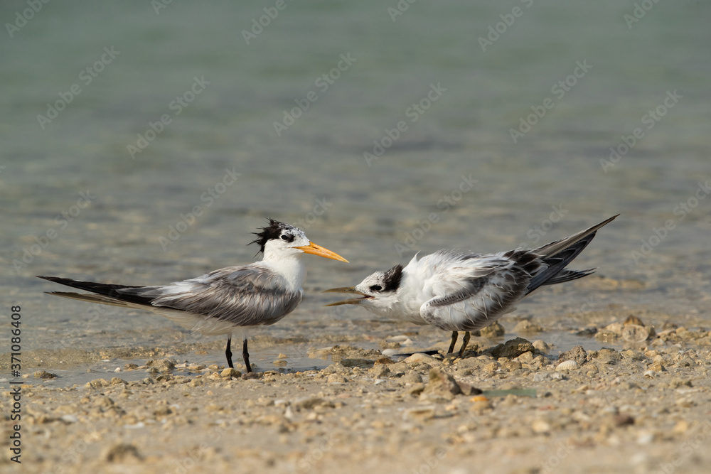 Terns are seabirds in the family Sternidae Terns are seabirds in the family Sternidae