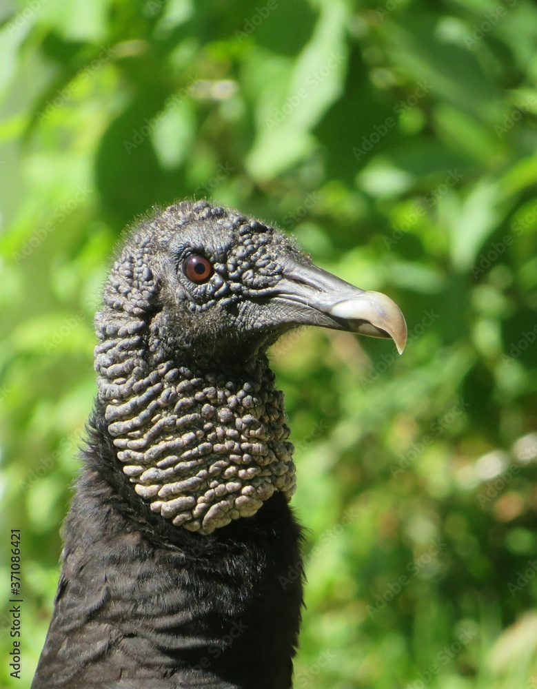 Black american vulture on green background in Florida wild, closeup Black american vulture on green background in Florida wild, closeup