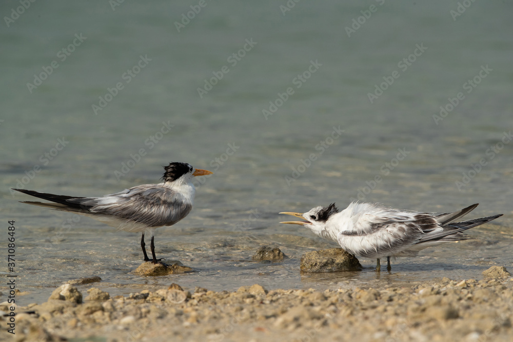 Terns are seabirds in the family Sternidae Terns are seabirds in the family Sternidae