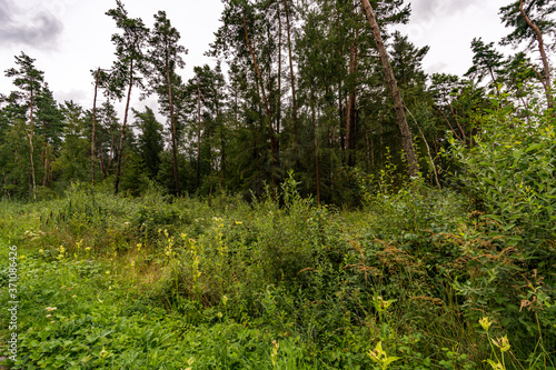 Nature reserve Wilhelmsdorf Pfrunger Ried in Upper Swabia