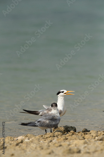 Terns are seabirds in the family Sternidae
