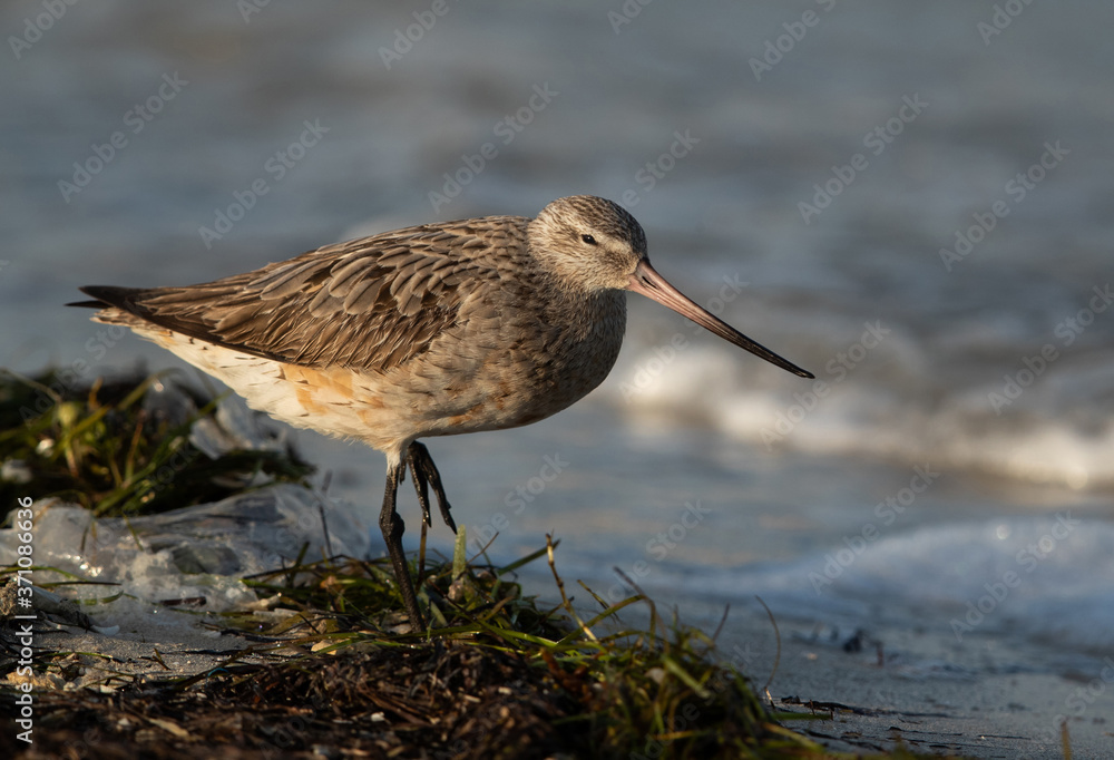 The bar-tailed godwit is a large wader in the family Scolopacidae The bar-tailed godwit is a large wader in the family Scolopacidae