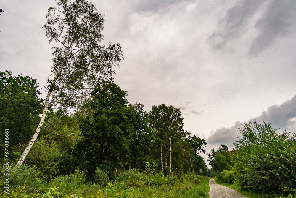 Fototapeta premium Nature reserve Wilhelmsdorf Pfrunger Ried in Upper Swabia