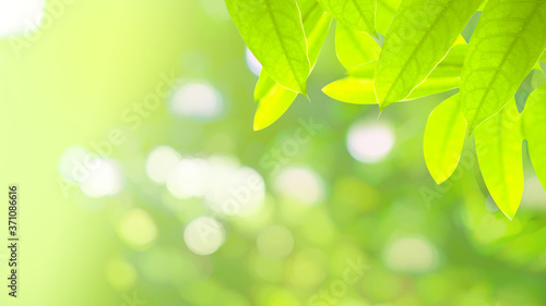 Green leaf in sunny blurred background 