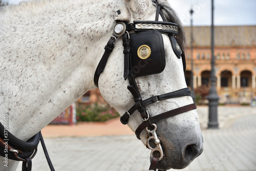 A horse in Plaza de Espana in Seville, Spain photo