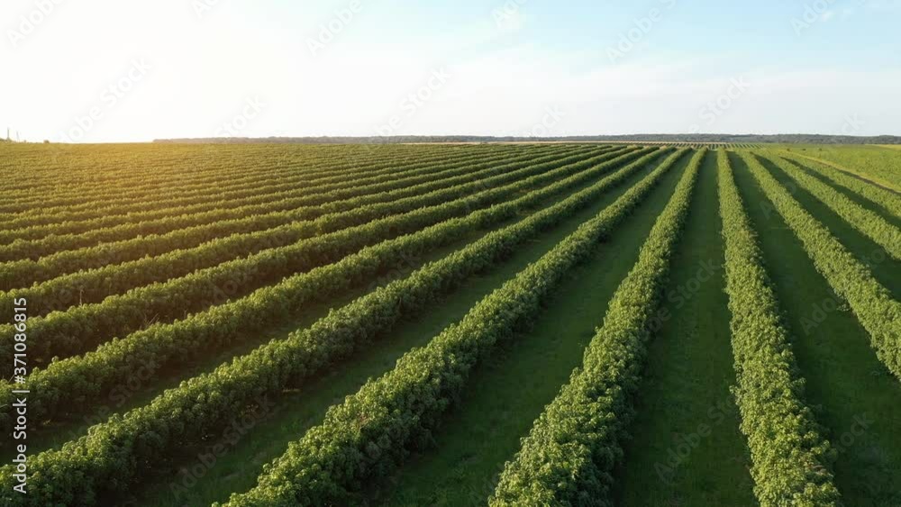 Aerial view of green fields with currants and trees at beautiful sunny day. Aerial view of green fields with currants and trees at beautiful sunny day.