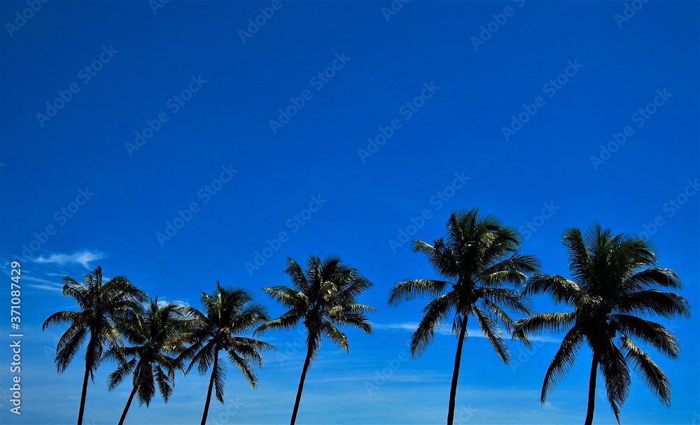 Blue sky palms