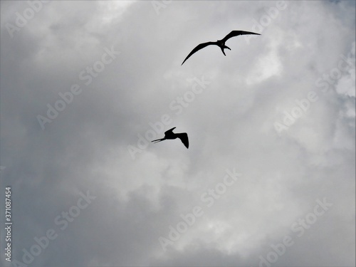 frigit birds in the sky photo