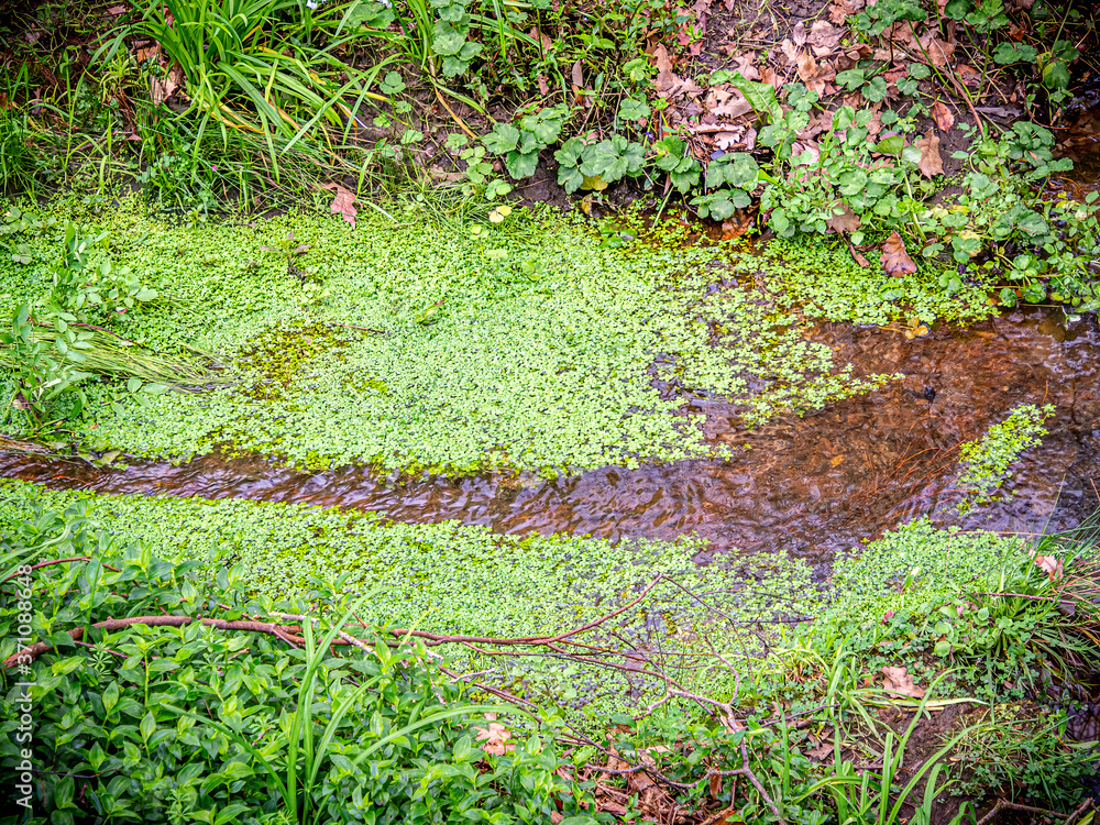 Obraz premium Water Cress