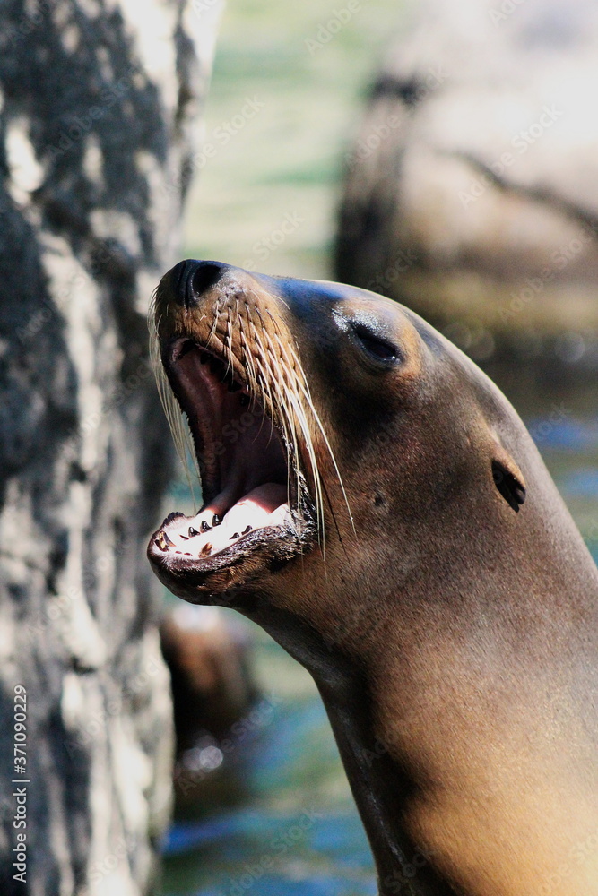 Obraz premium Yawning Seal