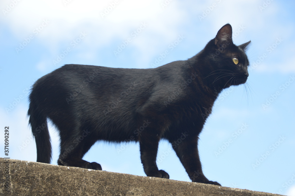 Obraz premium black and white cat