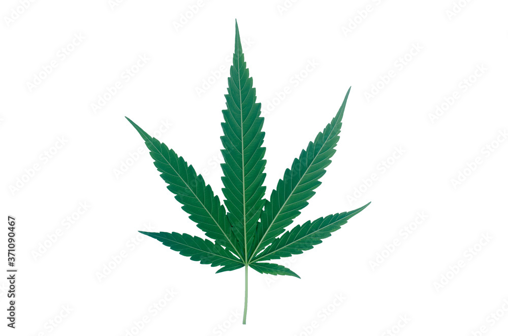 Leaves of fresh green marijuana isolated on white background Leaves of fresh green marijuana isolated on white background