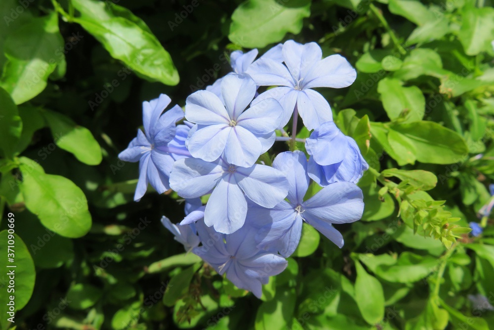 Blue plumbago flowers in Florida zoological garden, closeup Blue plumbago flowers in Florida zoological garden, closeup