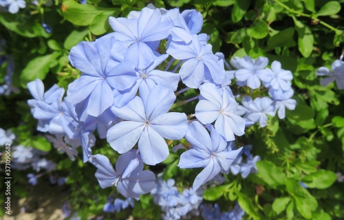 Blue plumbago flowers in the garden  closeup