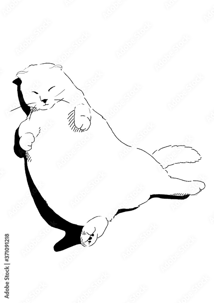 猫 猫