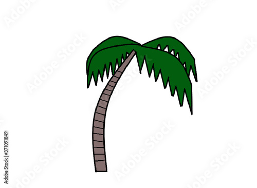 Palm tree