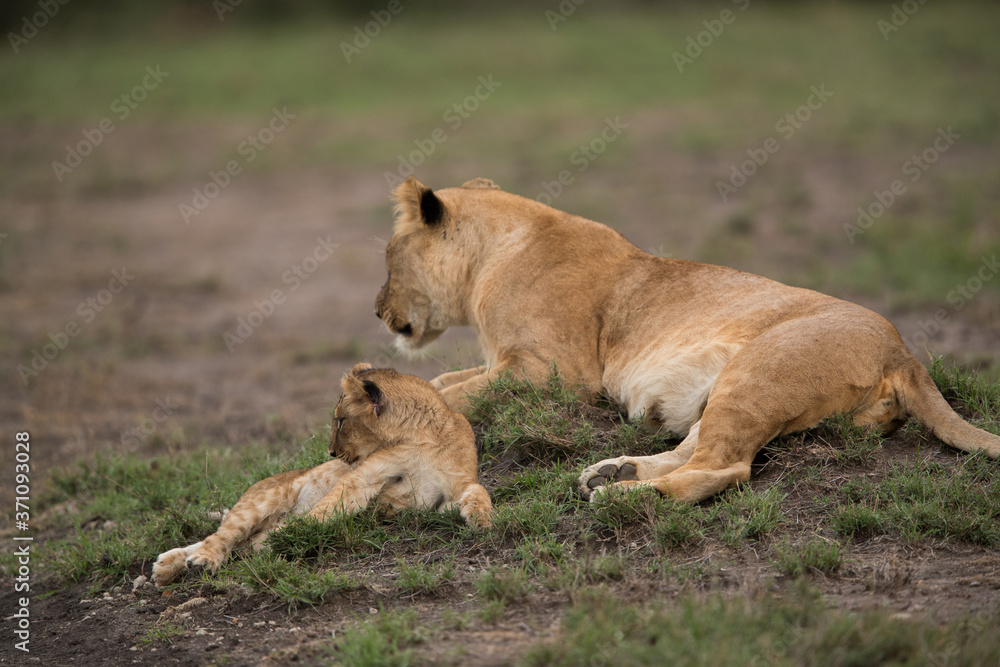 The lion is one of the four big cats and belongs to genus Panthera The lion is one of the four big cats and belongs to genus Panthera