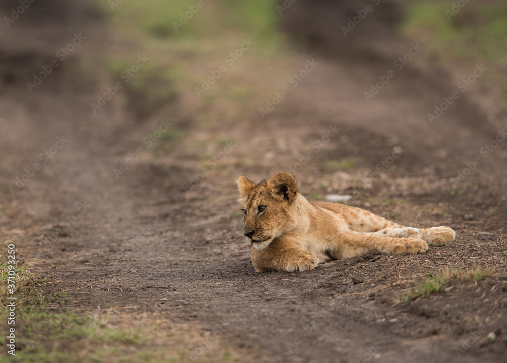 The lion is one of the four big cats and belongs to genus Panthera The lion is one of the four big cats and belongs to genus Panthera