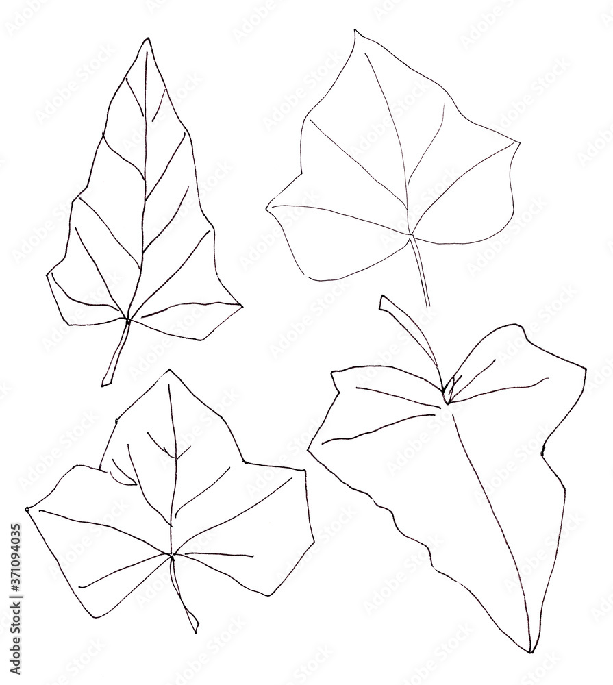 ivy leaves, graphic black and white pattern
