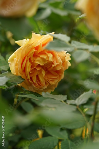 Light Yellow Flower of Rose  Golden Celebration  in Full Bloom 