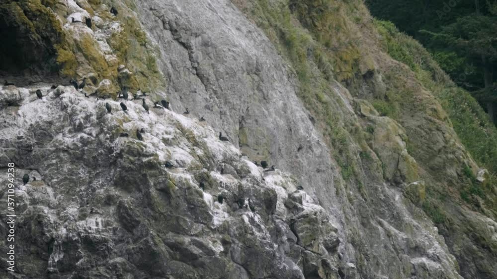 rugged ocean coast rock cliffs with cormorant bird colony nest breeding area seagull flying away to the right at cape disappointment state park pacific northwest usa slow motion rugged ocean coast rock cliffs with cormorant bird colony nest breeding area seagull flying away to the right at cape disappointment state park pacific northwest usa slow motion
