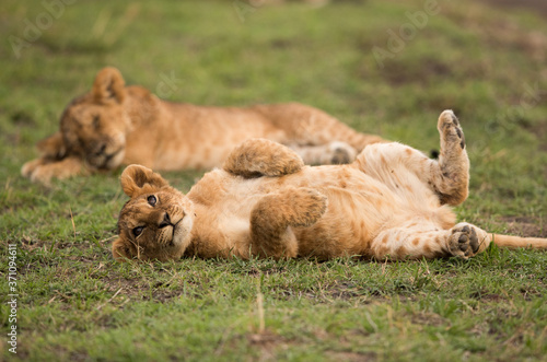 The lion is one of the four big cats and belongs to genus Panthera